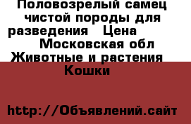 Половозрелый самец чистой породы для разведения › Цена ­ 10 000 - Московская обл. Животные и растения » Кошки   